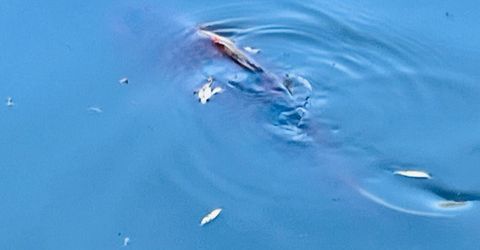 2424 Larkspur Ln #217, Unit 217, Sacramento, CA 95825 Photo