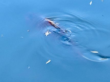 2424 Larkspur Ln #217, Unit 217, Sacramento, CA 95825 Photo