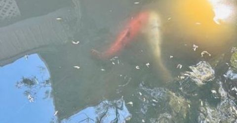 2424 Larkspur Ln #217, Unit 217, Sacramento, CA 95825 Photo