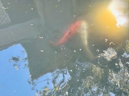 2424 Larkspur Ln #217, Unit 217, Sacramento, CA 95825 Photo