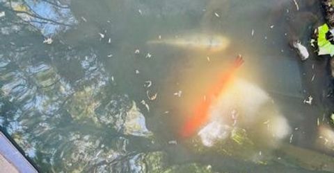 2424 Larkspur Ln #217, Unit 217, Sacramento, CA 95825 Photo