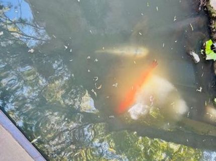 2424 Larkspur Ln #217, Unit 217, Sacramento, CA 95825 Photo