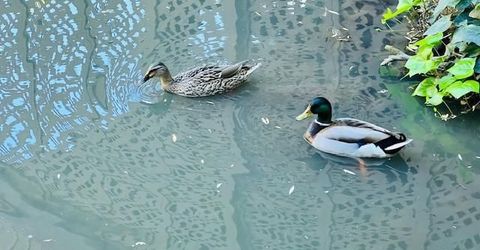 2424 Larkspur Ln #217, Unit 217, Sacramento, CA 95825 Photo