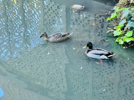 2424 Larkspur Ln #217, Unit 217, Sacramento, CA 95825 Photo