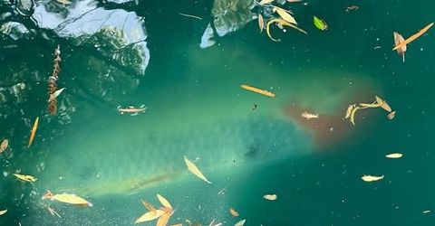 2424 Larkspur Ln #217, Unit 217, Sacramento, CA 95825 Photo