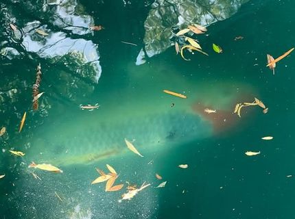 2424 Larkspur Ln #217, Unit 217, Sacramento, CA 95825 Photo