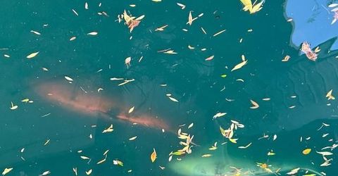 2424 Larkspur Ln #217, Unit 217, Sacramento, CA 95825 Photo