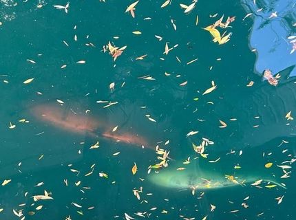 2424 Larkspur Ln #217, Unit 217, Sacramento, CA 95825 Photo