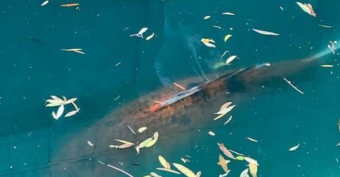 2424 Larkspur Ln #217, Unit 217, Sacramento, CA 95825 Photo