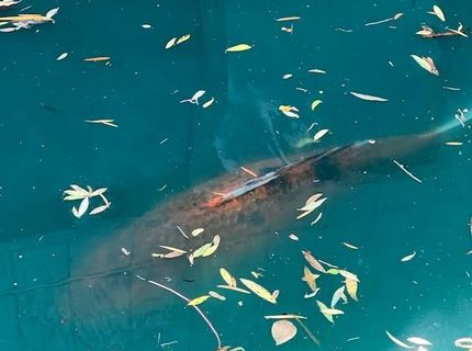 2424 Larkspur Ln #217, Unit 217, Sacramento, CA 95825 Photo