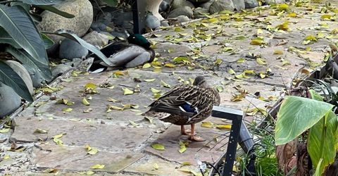 2424 Larkspur Ln #217, Unit 217, Sacramento, CA 95825 Photo