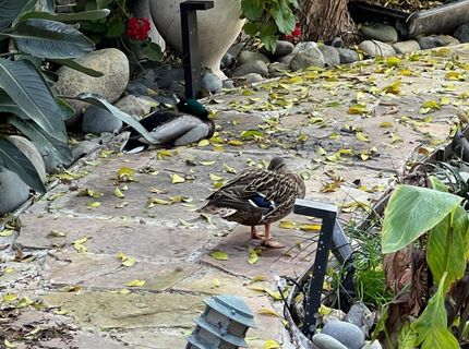 2424 Larkspur Ln #217, Unit 217, Sacramento, CA 95825 Photo