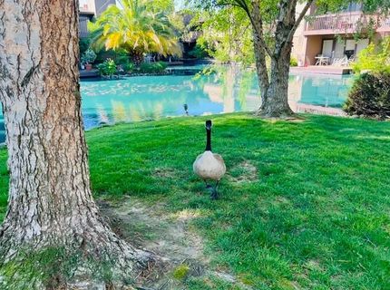 2424 Larkspur Ln #217, Unit 217, Sacramento, CA 95825 Photo