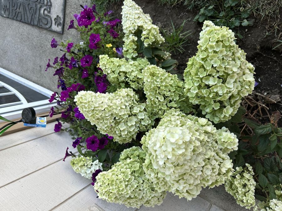 Property Image 51