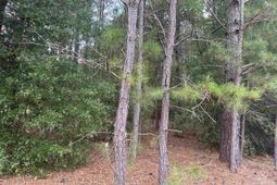 Tbd Festival Trail Road photo 4