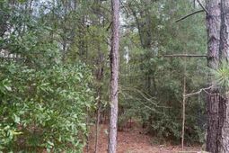 Tbd Festival Trail Road photo 4