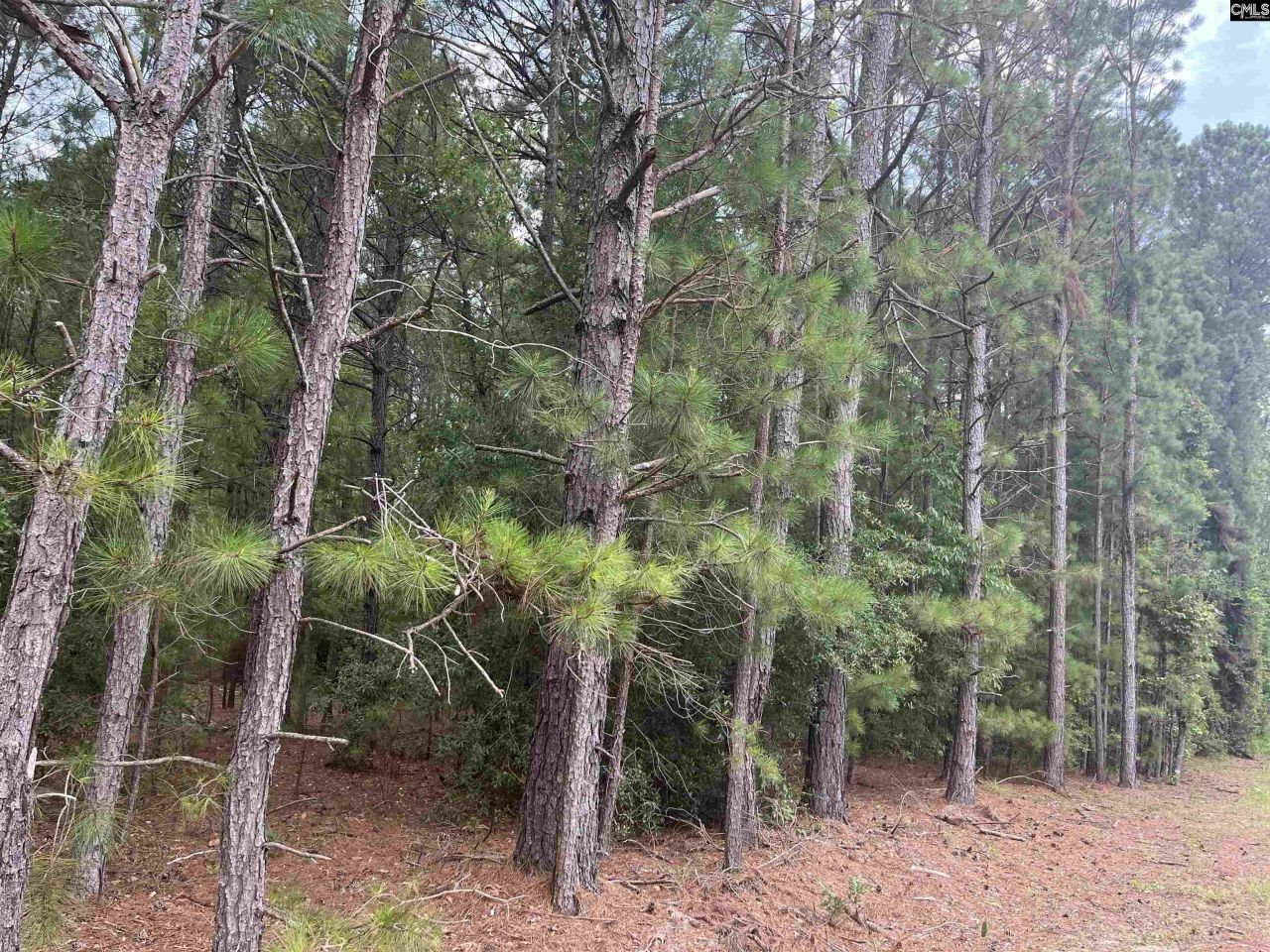 Tbd Festival Trail Road Photo 5