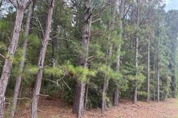 Tbd Festival Trail Road photo 4