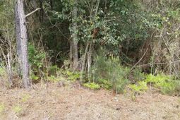 0 Randolph Drive photo 4