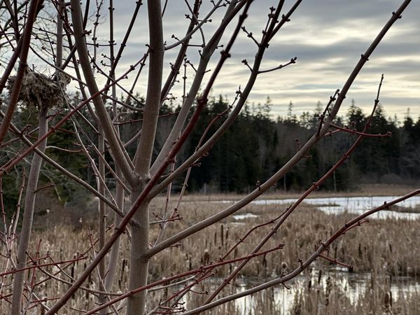 Lot #10 Ridge Road, Saint George, ME 04860