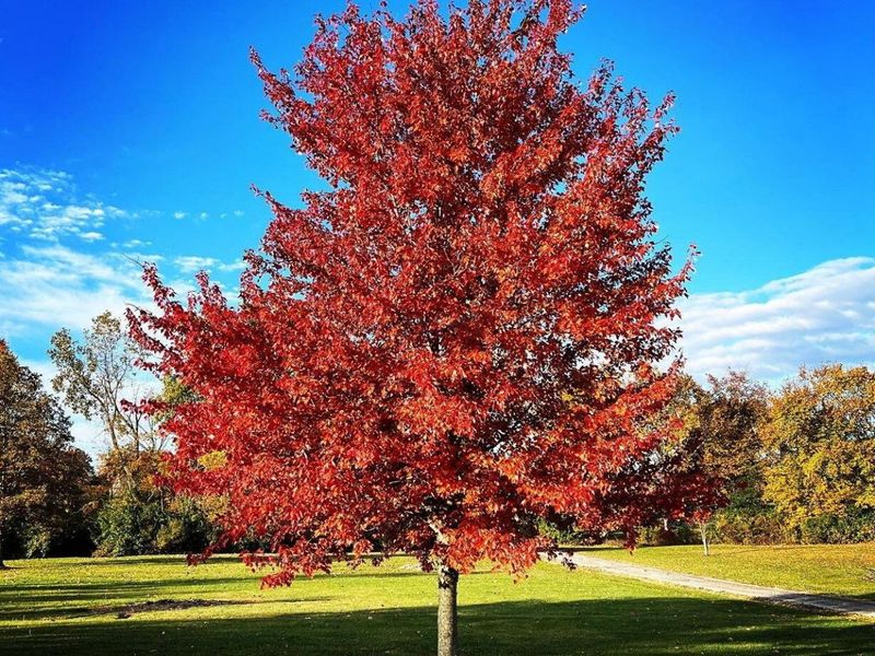 19150 West Darby Road, Marysville, OH 43040 Photo 116