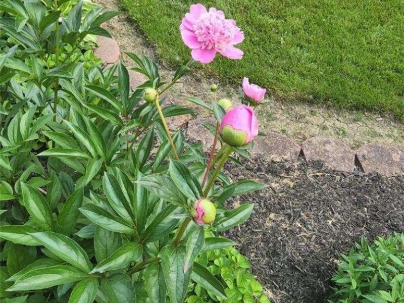 6360 Ramblewood Drive, Mentor, OH 44060 Photo 46