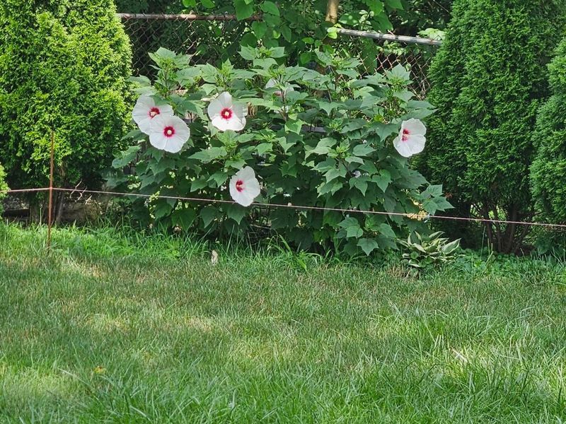 6558 Maple Way , Galloway, OH 43119 Photo 29