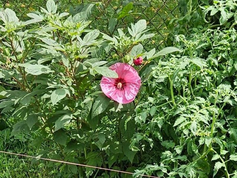 6558 Maple Way , Galloway, OH 43119 Photo 30