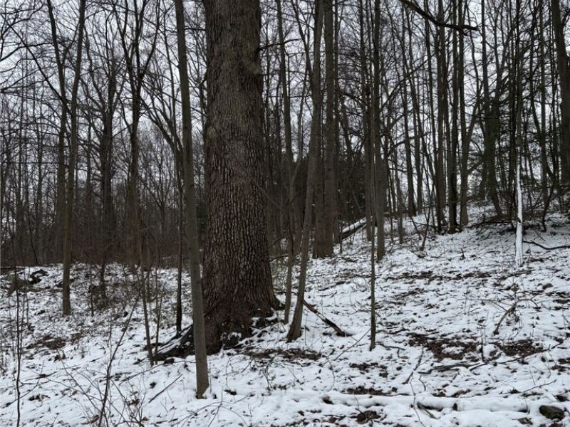 Oh-93, Dundee, OH 44624 Photo 7