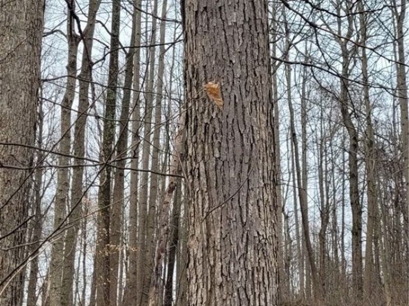 9470 State Route 669, Roseville, OH 43777 Photo 13