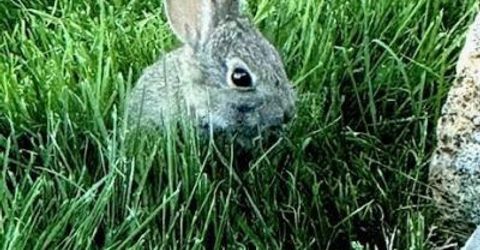 80 Bobcat Drive, Reno, NV 89523 Photo