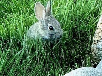 80 Bobcat Drive, Reno, NV 89523 Photo