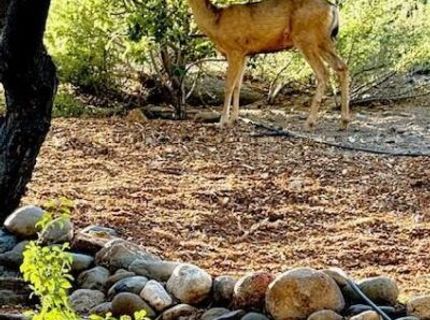 80 Bobcat Drive, Reno, NV 89523 Photo