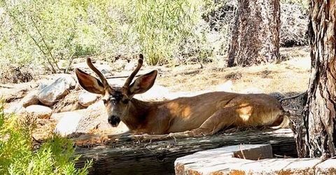 80 Bobcat Drive, Reno, NV 89523 Photo