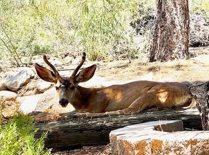 80 Bobcat Drive, Reno, NV 89523 Photo