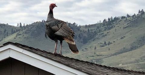 80 Bobcat Drive, Reno, NV 89523 Photo