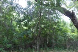 8046 Cedar Hall Road photo 4