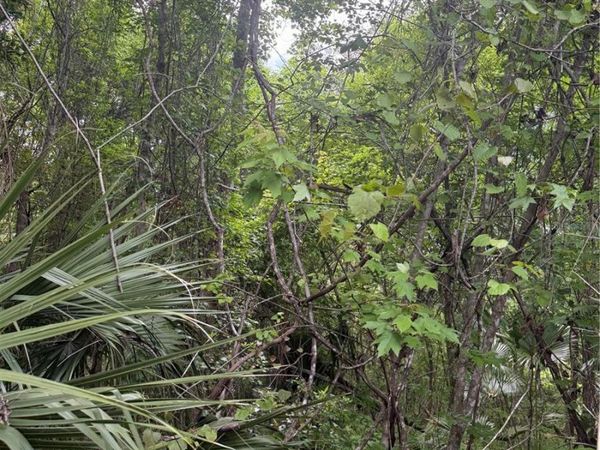 32937 THOROUGHBRED TRAIL , SORRENTO, FL 32776