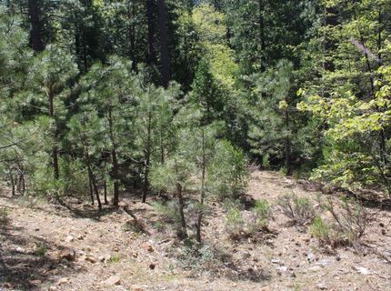 558 Brady Dr., Sierra City, CA 96125 Photo