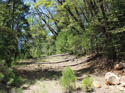 558 Brady Dr., Sierra City, CA 96125 Photo