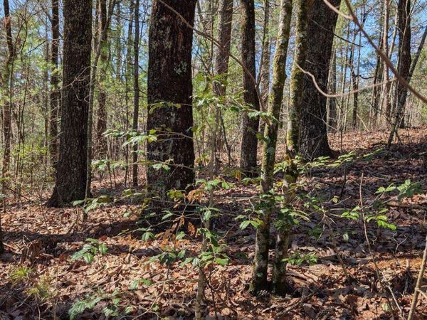 0 Amber Lane, Ellijay, GA 30540