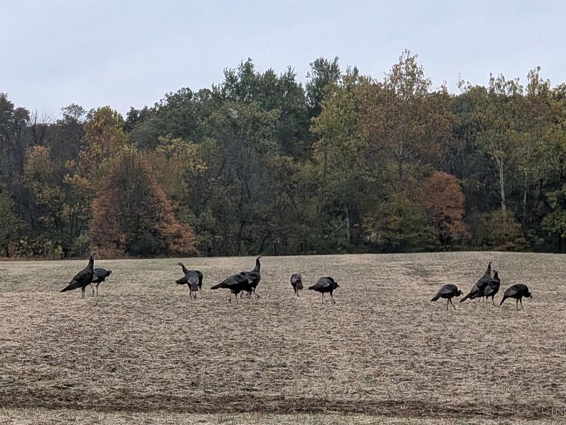 3465 Loudon Road, Pleasant Twp, OH 45121 Photo 40