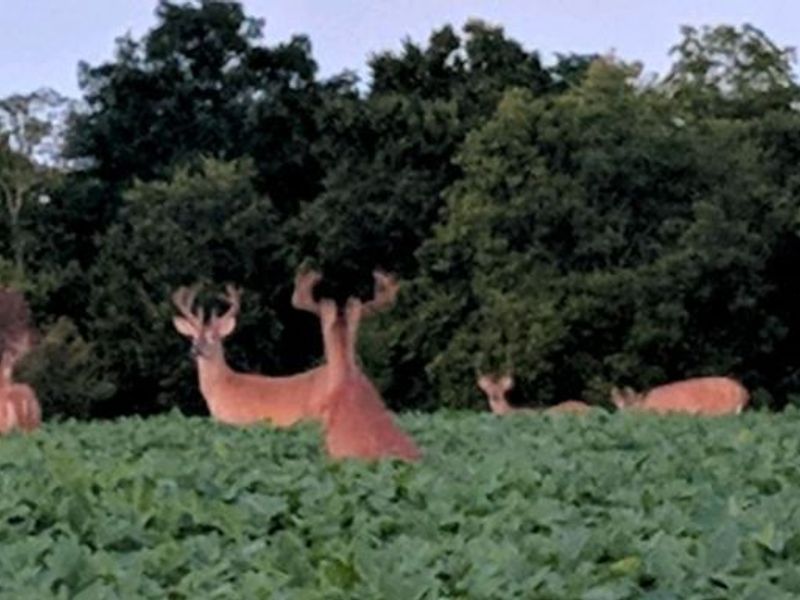 3465 Loudon Road, Pleasant Twp, OH 45121 Photo 41