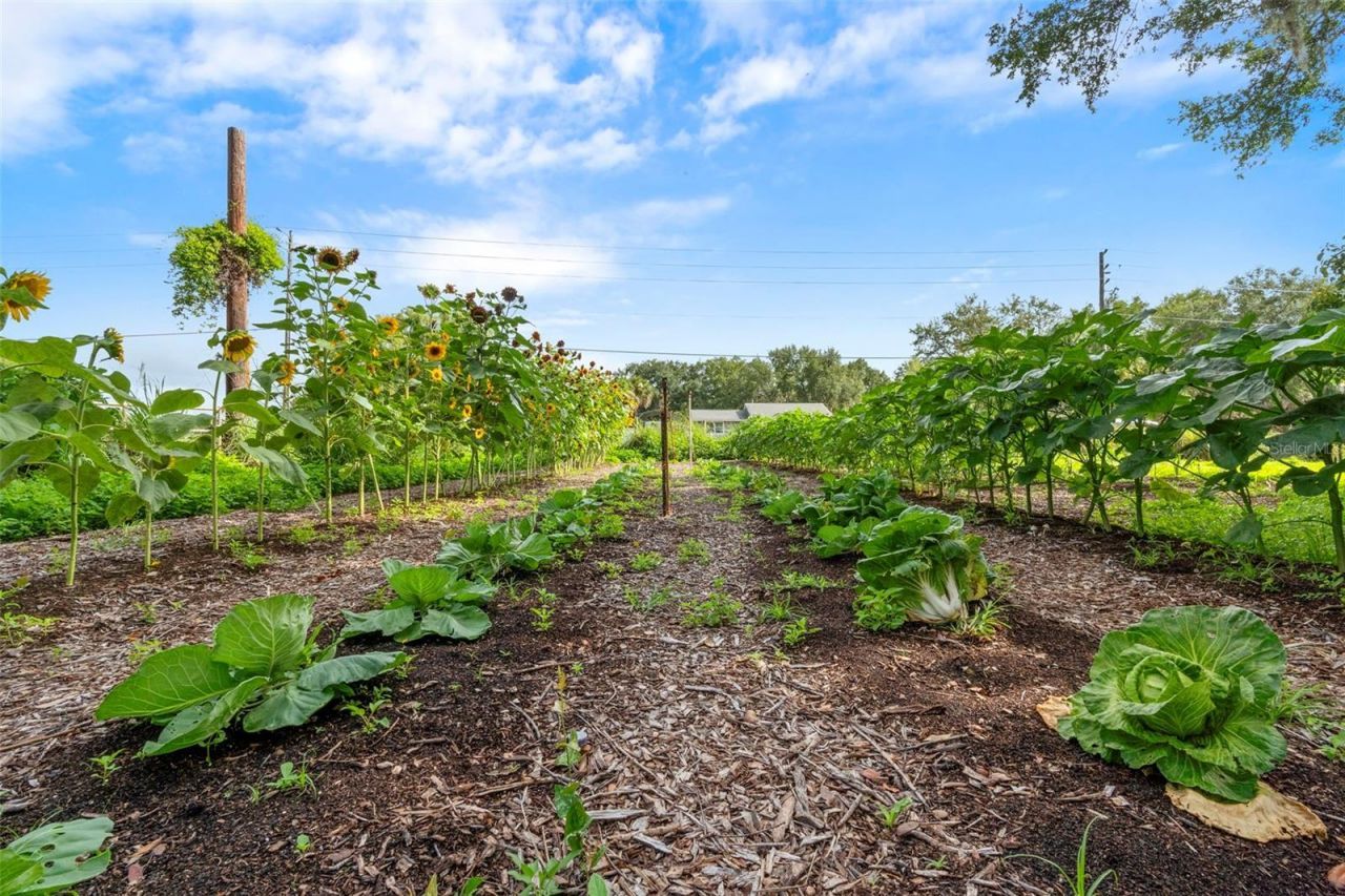 2026 Lewis Road, Leesburg, FL 34748 Photo