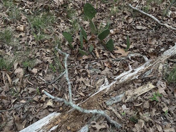 0 Julian , Hot Springs, AR 71913