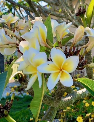 391 Via Esplanade, Punta Gorda, FL 33950 Photo