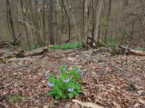 Tbd Lakeside Drive, Johnson City, TN 37615