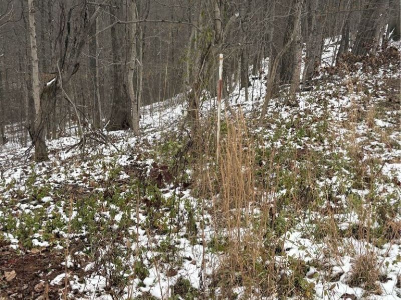 State Rt 555, Cutler, OH 45724 Photo 3