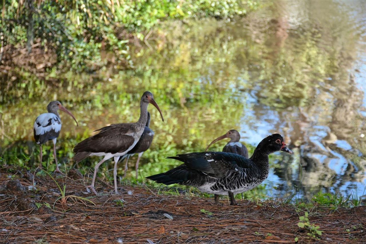 1661 S Jefferson Avenue, Sarasota, FL 34239 Photo