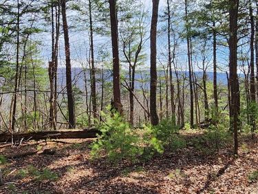 1605 PADDYS RUN ROAD, STAR TANNERY, VA 22654